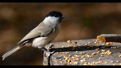 Kayın baştankarası