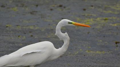 Büyük ak balıkçıl