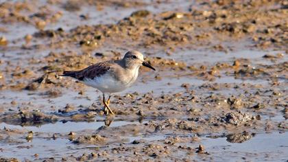 Sarıbacaklı kumkuşu