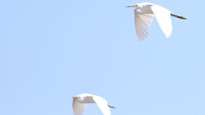 Küçük ak balıkçıl