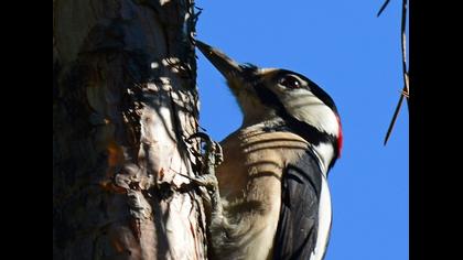 Orman alaca ağaçkakanı