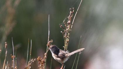 Dikkuyruklu ötleğen