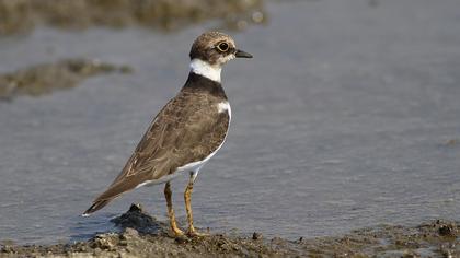 Halkalı küçük cılıbıt