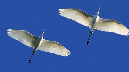 Büyük ak balıkçıl