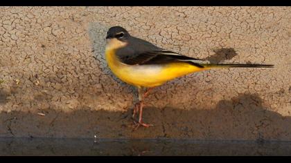 Dağ kuyruksallayanı