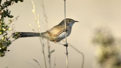 Dikkuyruklu ötleğen