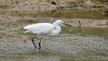 Küçük ak balıkçıl