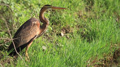 Erguvani balıkçıl