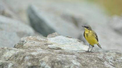 Sarı kuyruksallayan