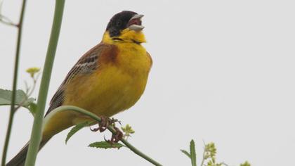 Karabaşlı kirazkuşu