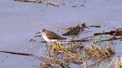 Orman düdükçünü