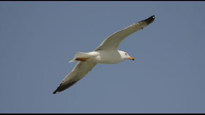 Van gölü martısı