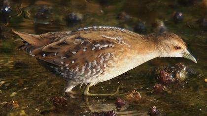 Baillon`s Crake