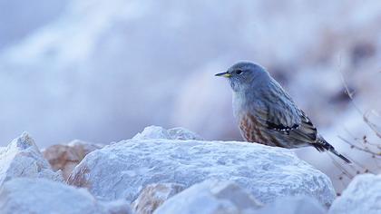 Alpine Accentor