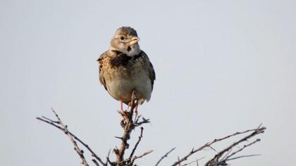 Calandra Lark