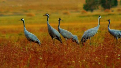 Common Crane