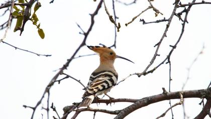 Eurasian Hoopoe