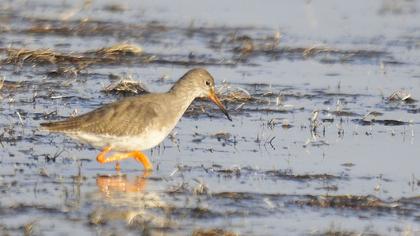 Common Redshank