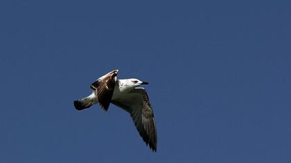 Van gölü martısı