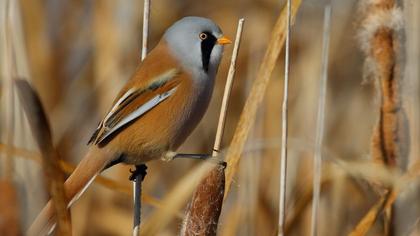 Bıyıklı baştankara