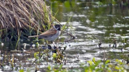 Bataklık Kirazkuşu