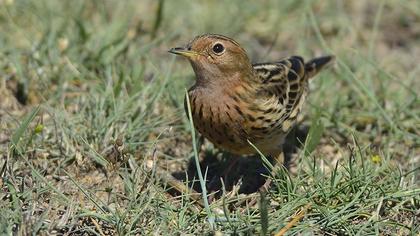 Kızılgerdanlı incirkuşu