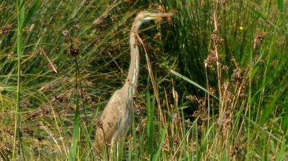 Erguvani balıkçıl