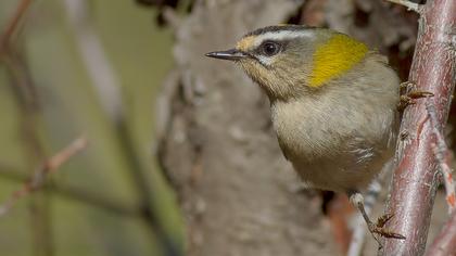 Sürmeli çalıkuşu