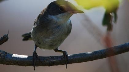 Küçük akgerdanlı ötleğen