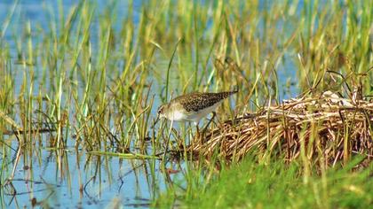 Orman düdükçünü