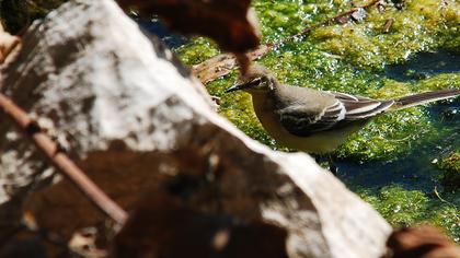 Sarı kuyruksallayan