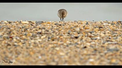 Karakarınlı kumkuşu