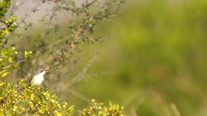 Küçük akgerdanlı ötleğen