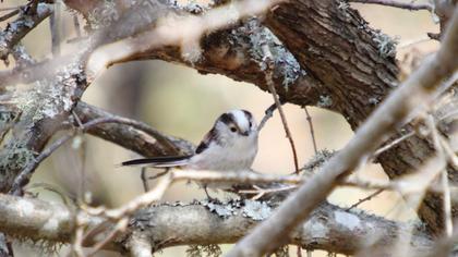 Uzunkuyruklu baştankara