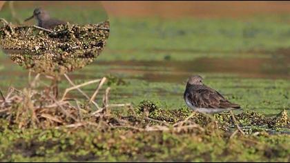 Sarıbacaklı kumkuşu