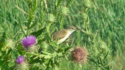 Büyük kamışçın