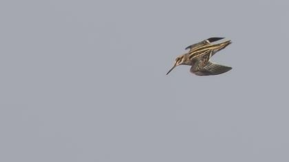 Küçük suçulluğu