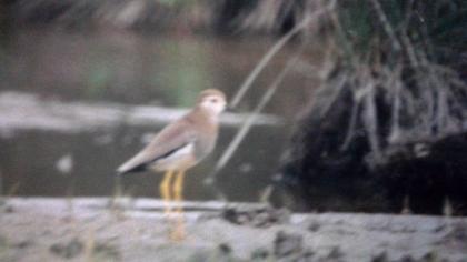 Akkuyruklu kızkuşu