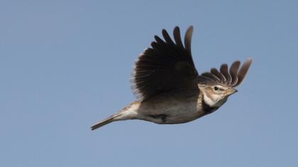 Calandra Lark