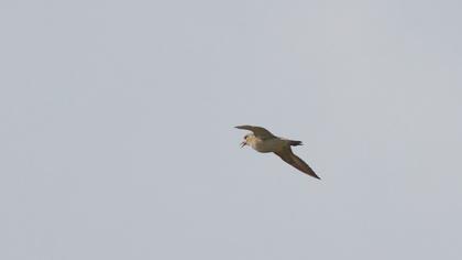 European Golden Plover