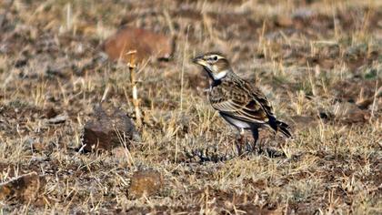 Küçük boğmaklı toygar
