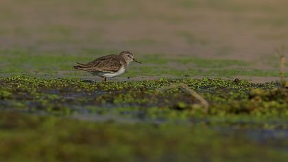 Sarıbacaklı kumkuşu