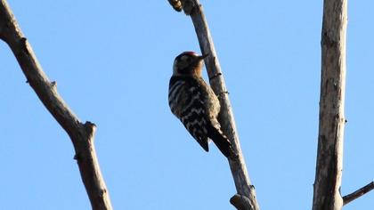 Küçük ağaçkakan