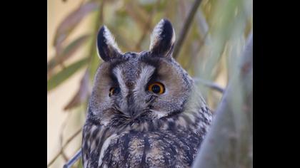 Kulaklı orman baykuşu