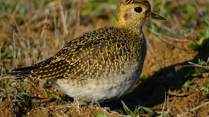 European Golden Plover