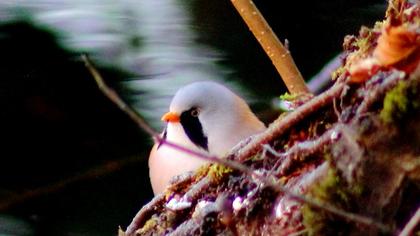 Bıyıklı baştankara