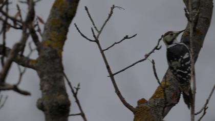 Aksırtlı ağaçkakan