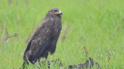 Küçük orman kartalı