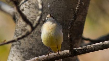 Dağ kuyruksallayanı
