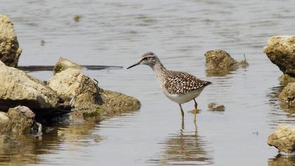 Orman düdükçünü